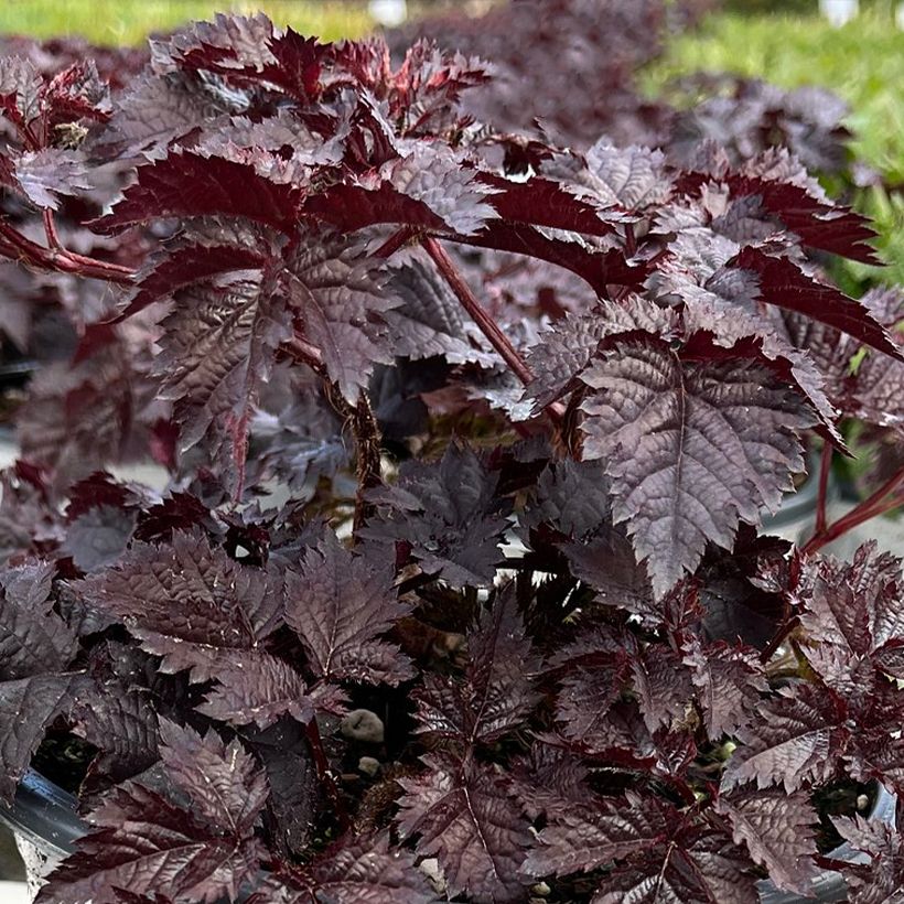 Astilbe chinensis Darkside Of The Moon (Follaje)