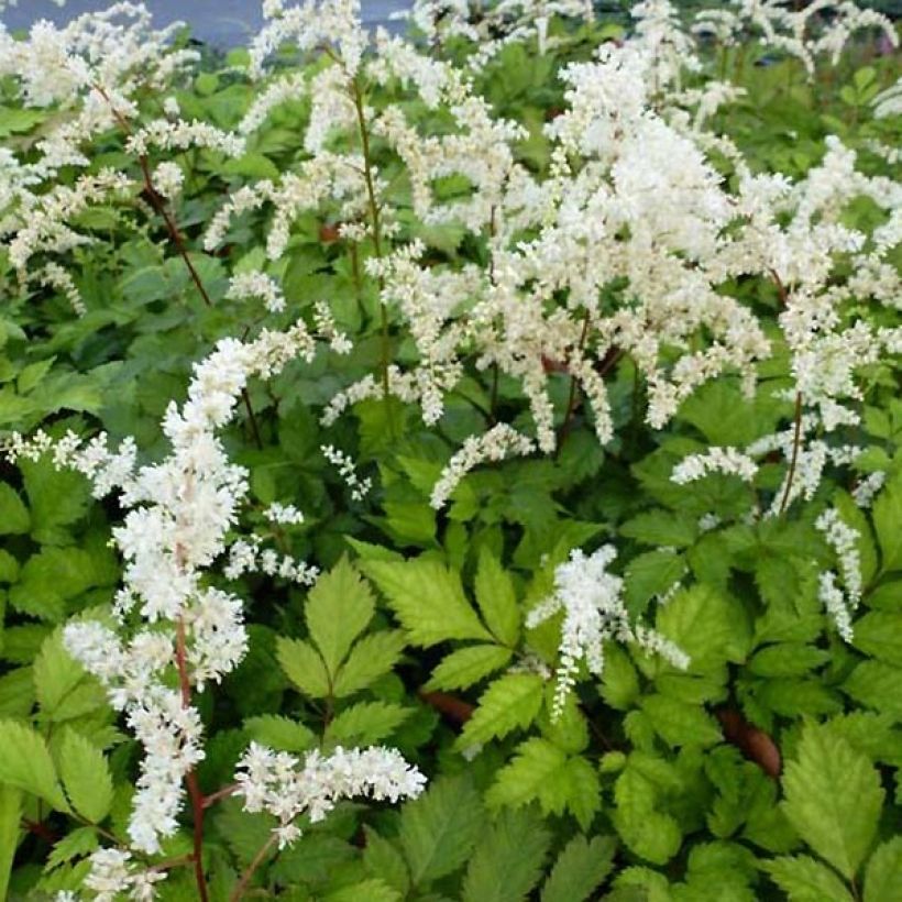 Astilbe thunbergii Professor van der Wielen (Floración)