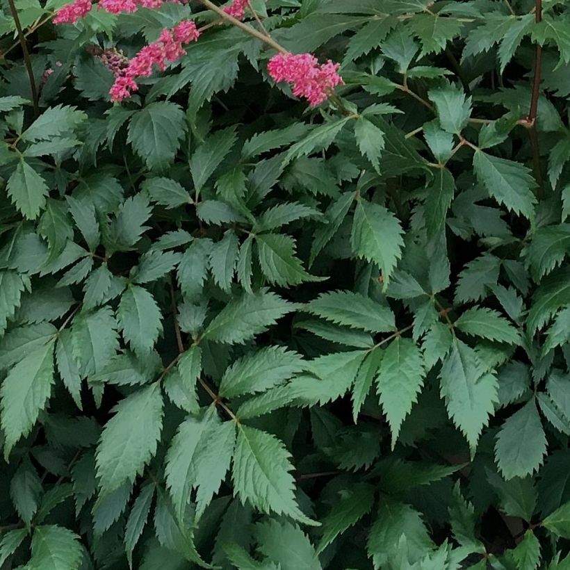 Espirea de pluma Vision in Red- Astilbe (Follaje)