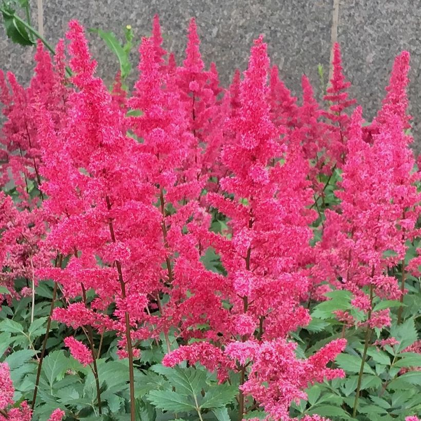 Espirea de pluma Vision in Red- Astilbe (Floración)