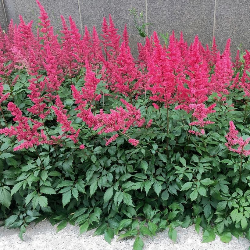 Espirea de pluma Vision in Red- Astilbe (Porte)