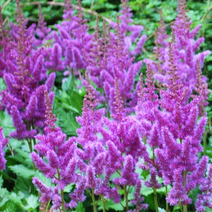 Espirea de pluma Amethyst - Astilbe (Floración)