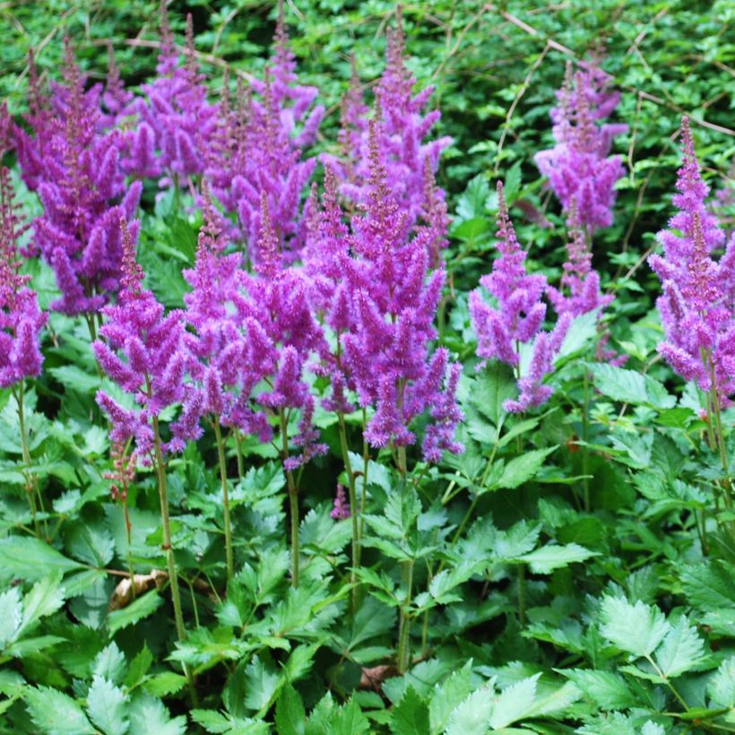 Espirea de pluma Amethyst - Astilbe (Porte)