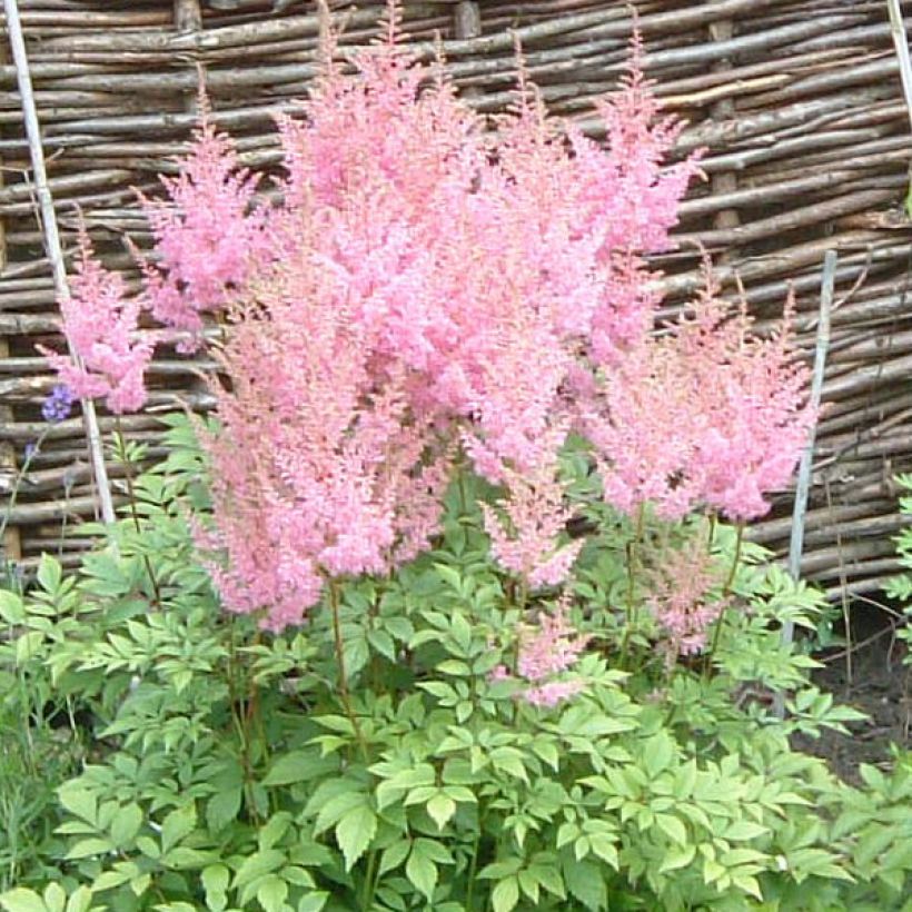 Espirea de pluma Anita Pfeiffer - Astilbe (Floración)