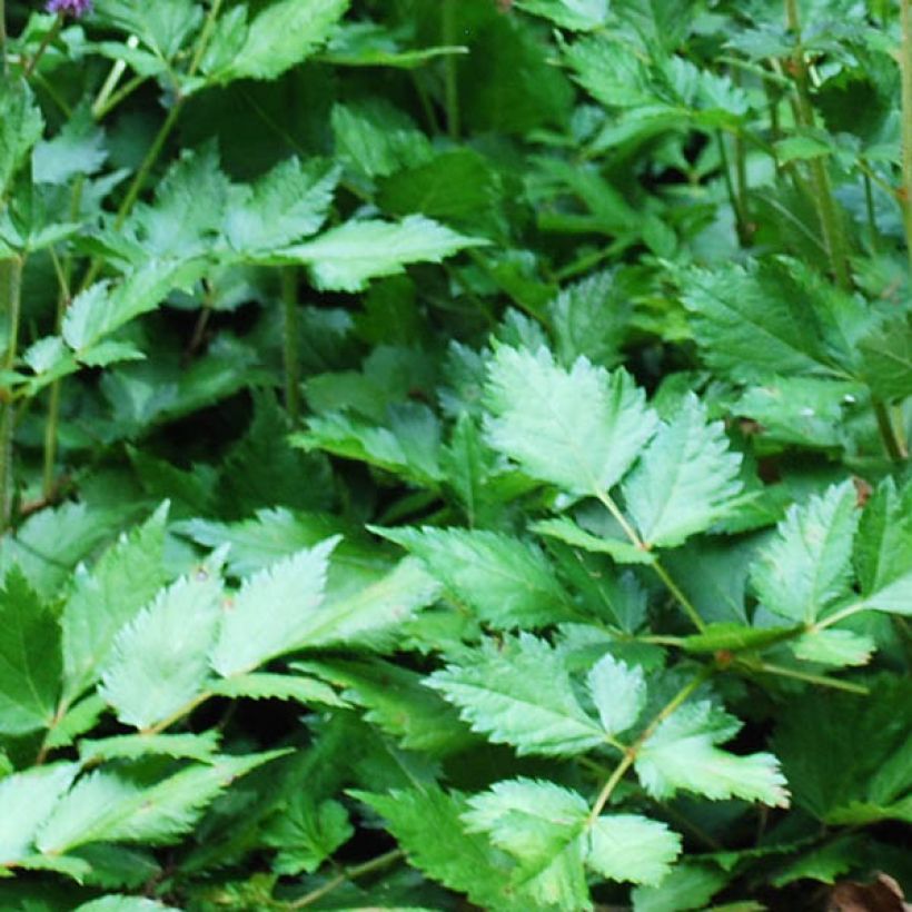 Espirea de pluma Brautschleier - Astilbe (Follaje)