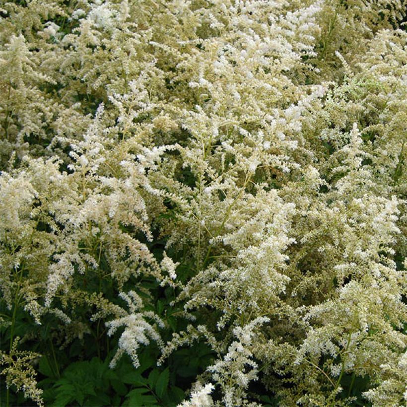 Espirea de pluma Brautschleier - Astilbe (Floración)