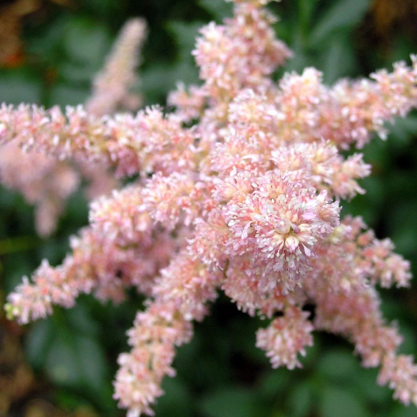 Espirea de pluma Bressingham Beauty - Astilbe (Floración)