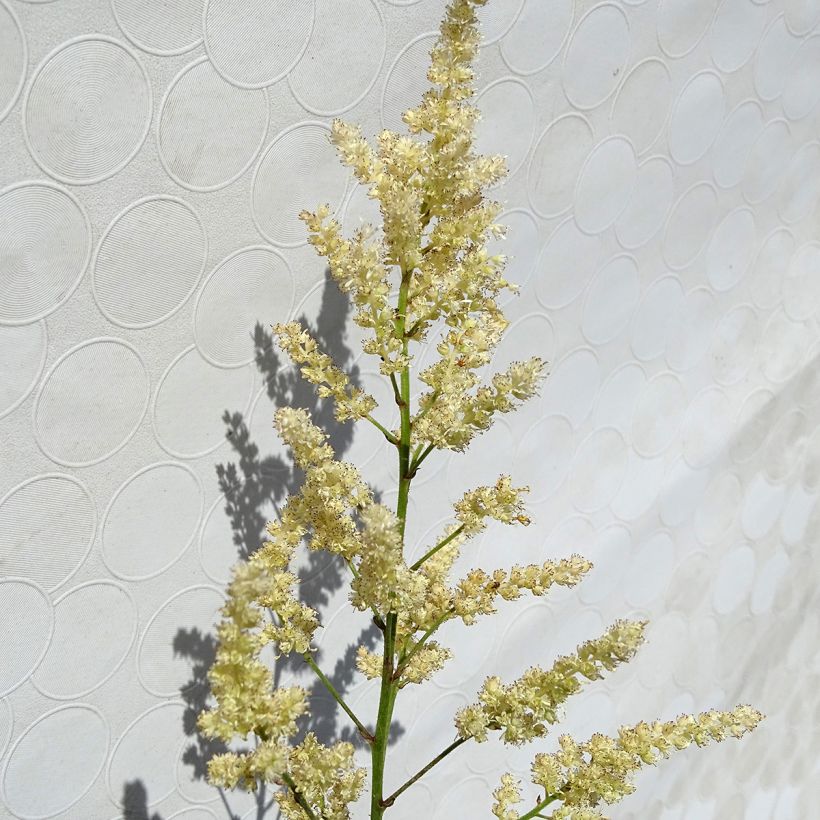 Espirea de pluma Bumalda - Astilbe (Floración)