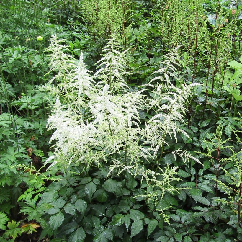 Espirea de pluma Cappuccino - Astilbe (Porte)