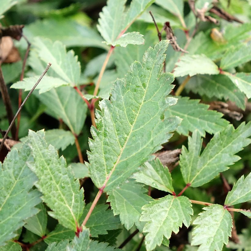 Espirea de pluma Cappuccino - Astilbe (Follaje)