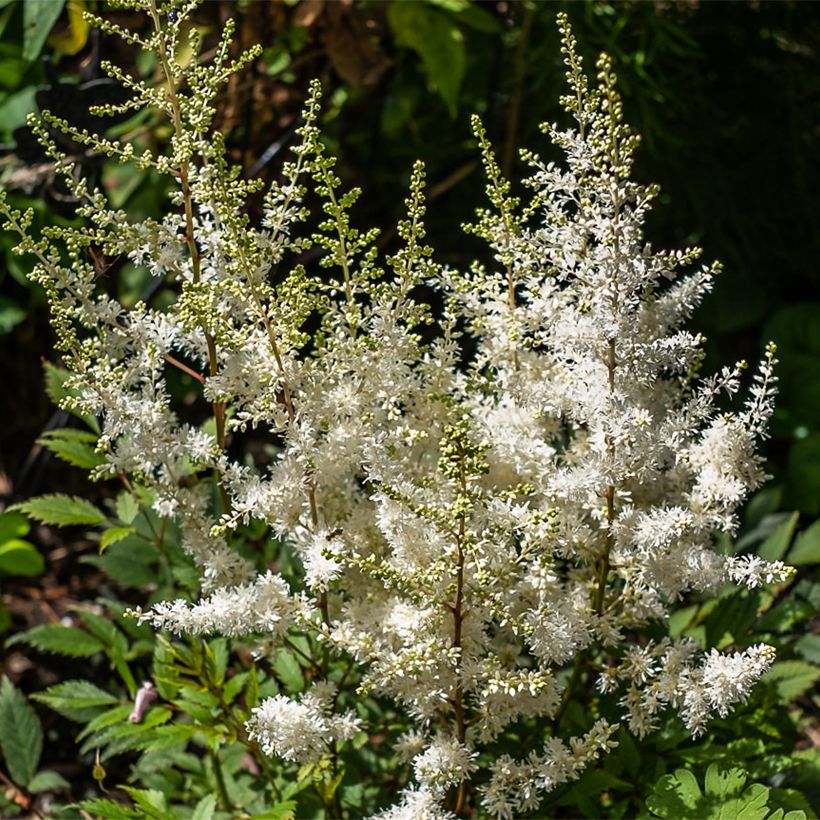 Espirea de pluma Ellie - Astilbe (Floración)