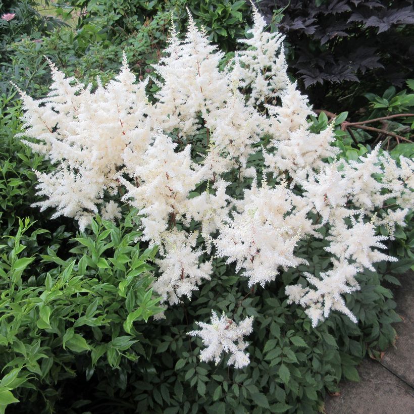 Espirea de pluma Ellie - Astilbe (Porte)