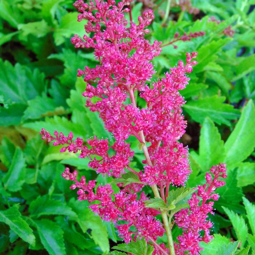 Espirea de pluma Fanal - Astilbe (Floración)