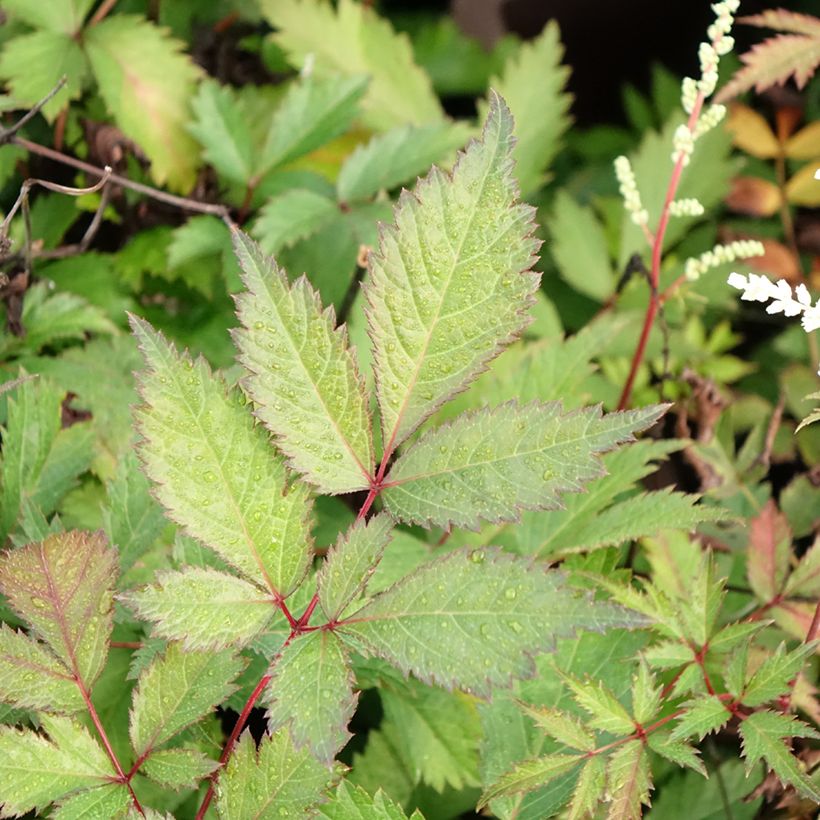 Espirea de pluma Moccachino - Astilbe (Follaje)