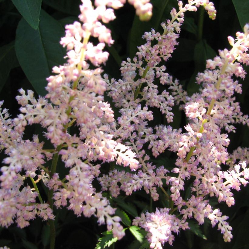 Espirea de pluma Rosa Perle - Astilbe (Floración)