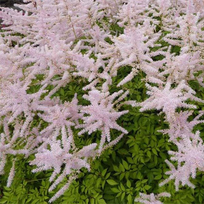 Espirea de pluma Walkure - Astilbe (Floración)