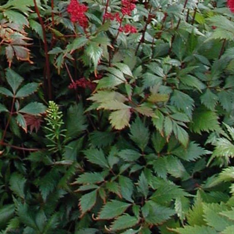 Espirea de pluma Fanal - Astilbe (Follaje)