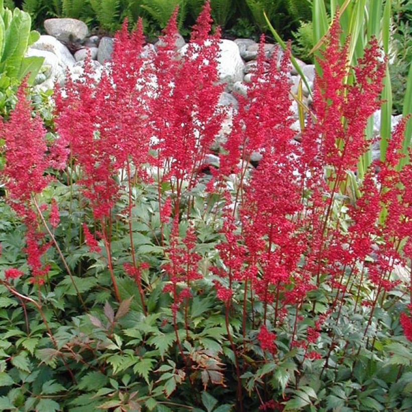 Espirea de pluma Fanal - Astilbe (Porte)