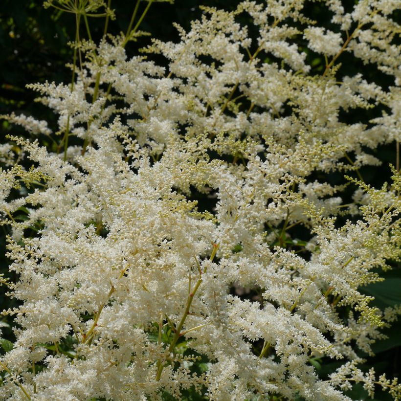 Astilbe biternata (Floración)