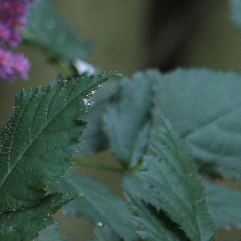 Astilbe chinensis (Follaje)