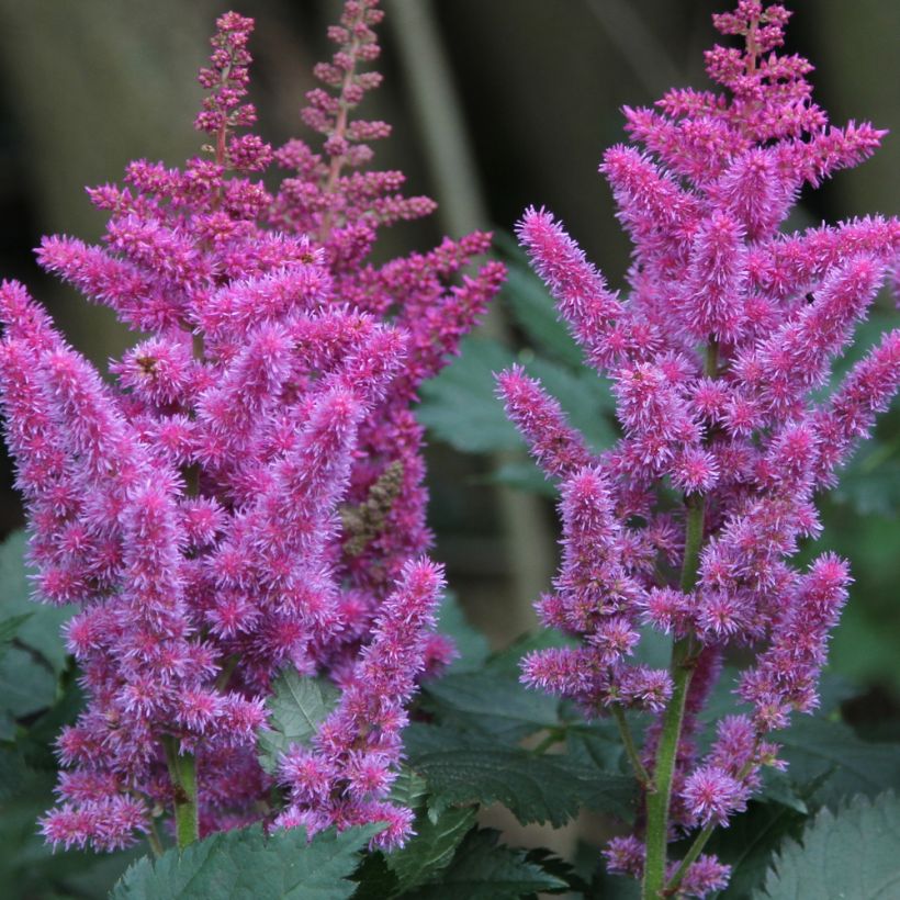 Astilbe chinensis (Floración)