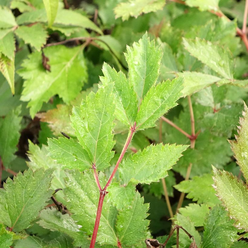 Espirea de pluma Mighty Chocolate Cherry- Astilbe (Follaje)