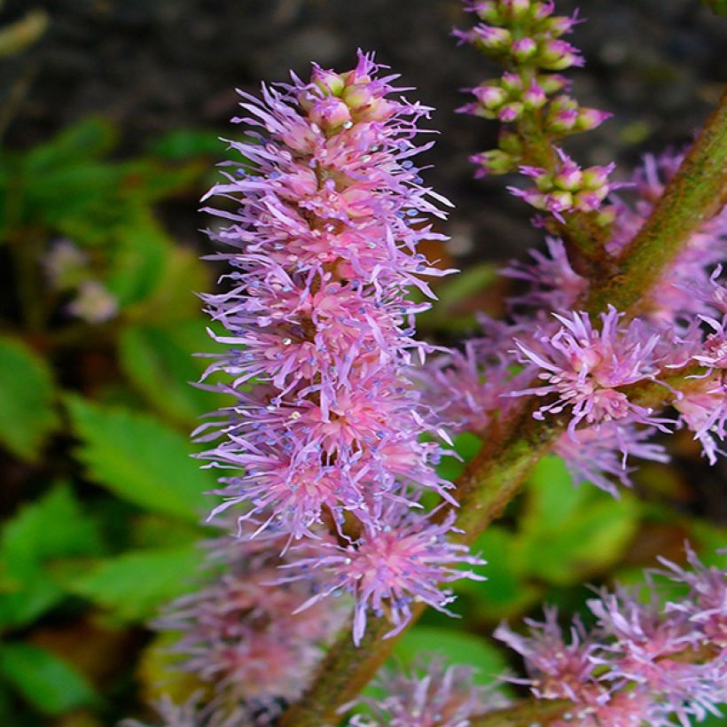 Espirea de pluma Pumila- Astilbe (Floración)