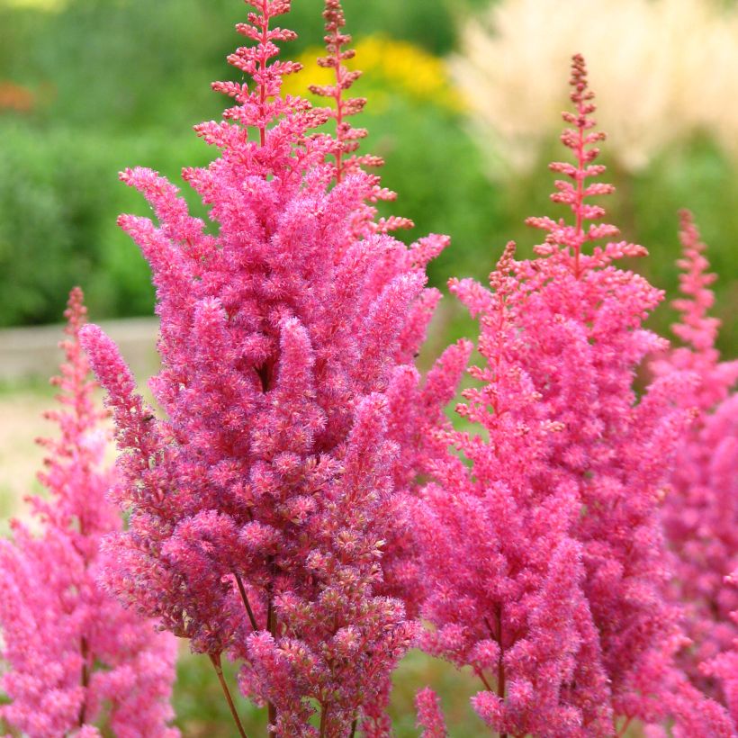 Espirea de pluma Veronica Klose- Astilbe (Floración)