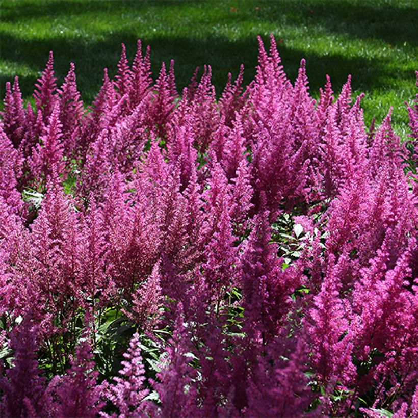 Espirea de pluma Visions- Astilbe (Floración)