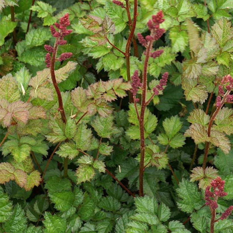 Espirea de pluma Purpurlanze (Follaje)