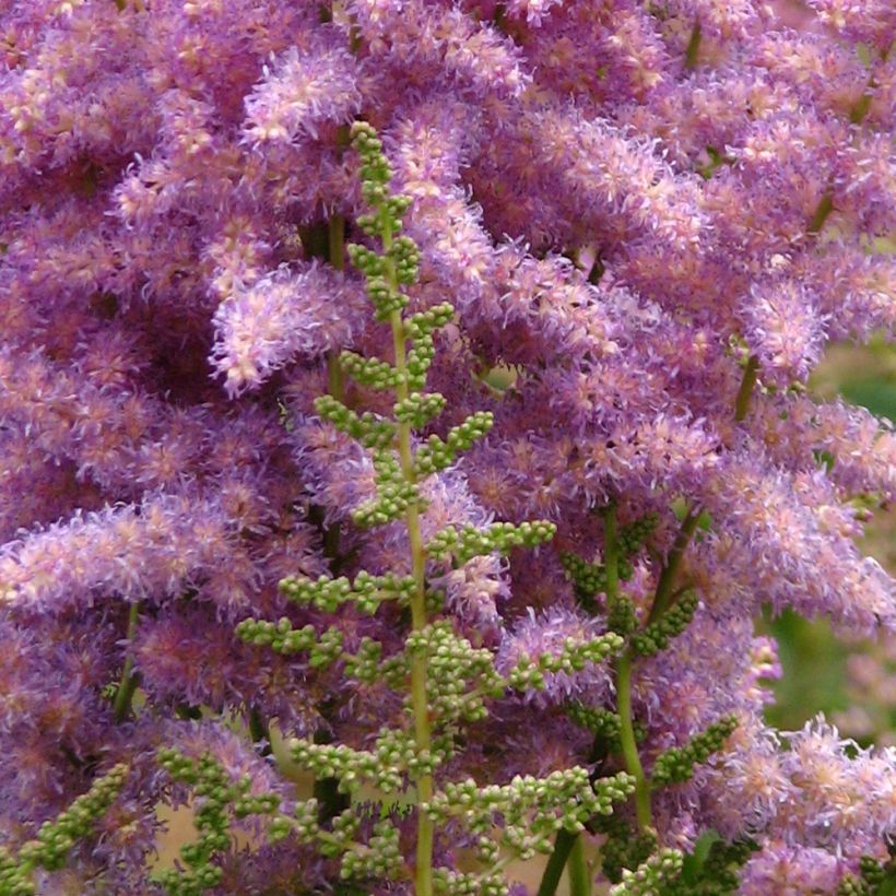 Espirea de pluma davidii- Astilbe (Floración)