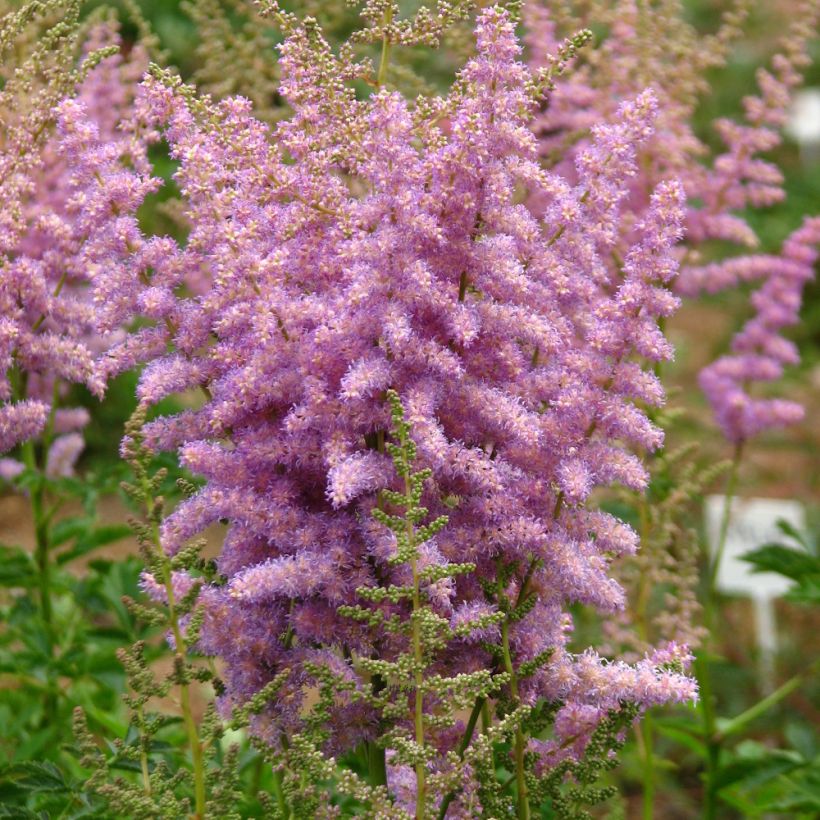 Espirea de pluma davidii- Astilbe (Porte)