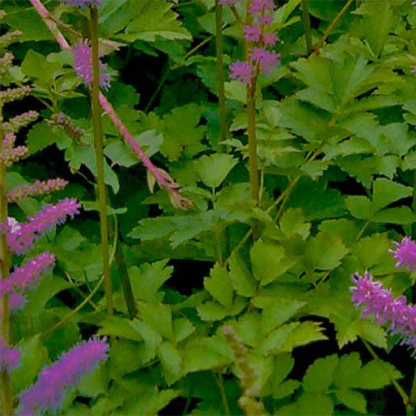 Espirea de pluma Superba- Astilbe (Follaje)