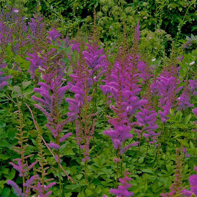 Espirea de pluma Superba- Astilbe (Floración)