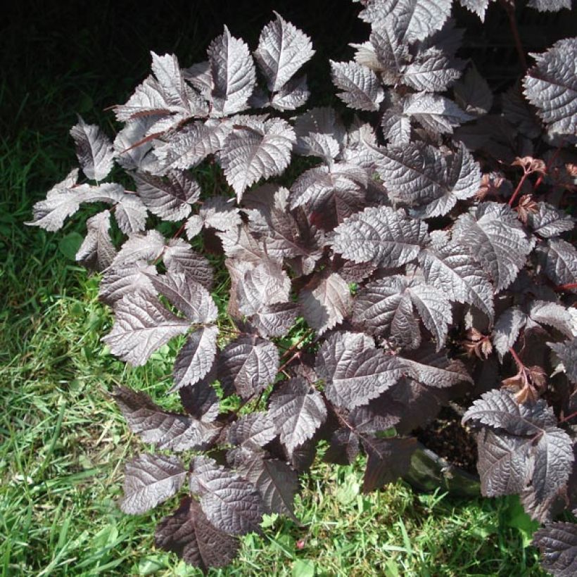 Astilbe Chocolate Shogun (Follaje)