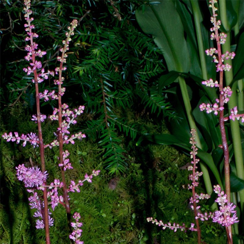 Astilbe crispa Perkeo (Floración)