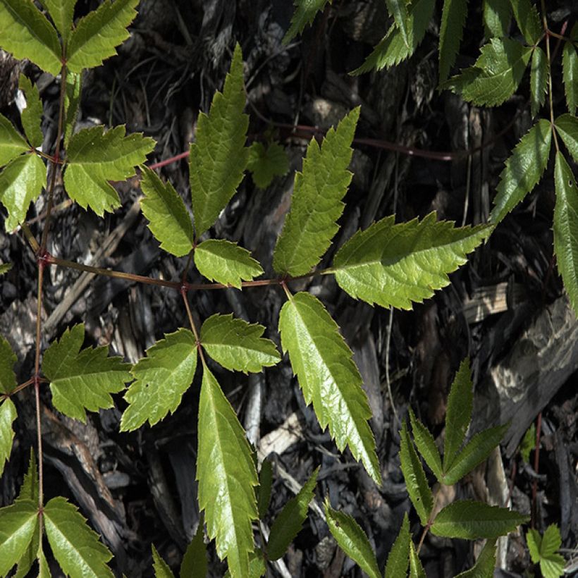 Espirea de pluma Deutschland (Follaje)