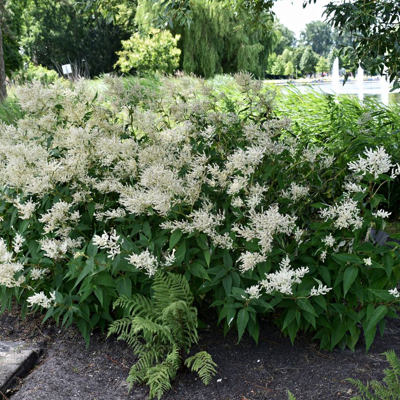 Espirea de pluma Deutschland (Porte)