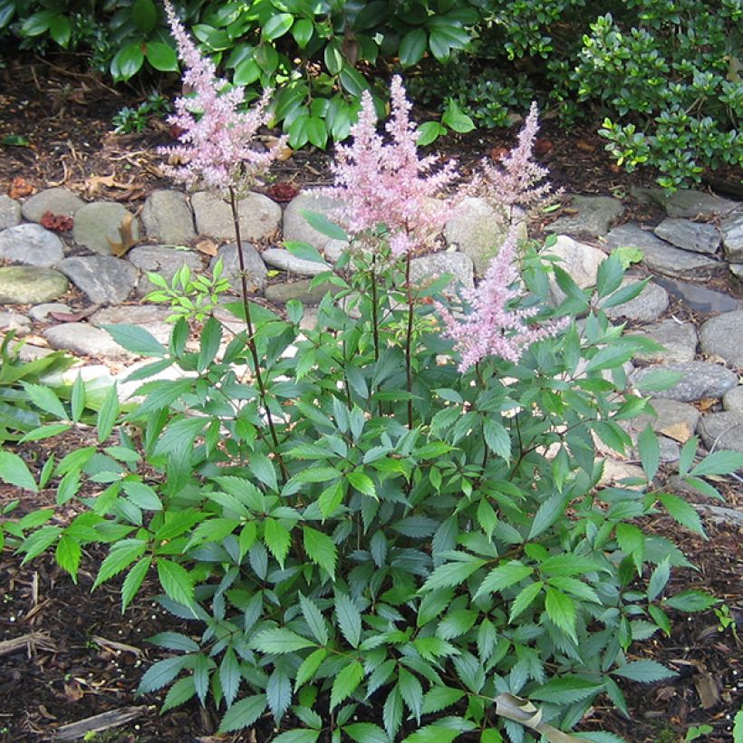 Espirea de pluma Peach Blossom (Porte)