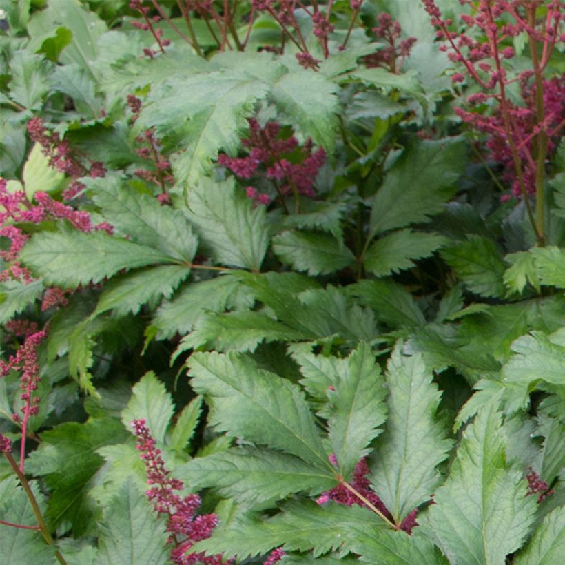 Espirea de pluma Red Sentinel (Follaje)