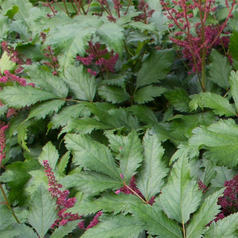 Espirea de pluma Vesuvius (Follaje)