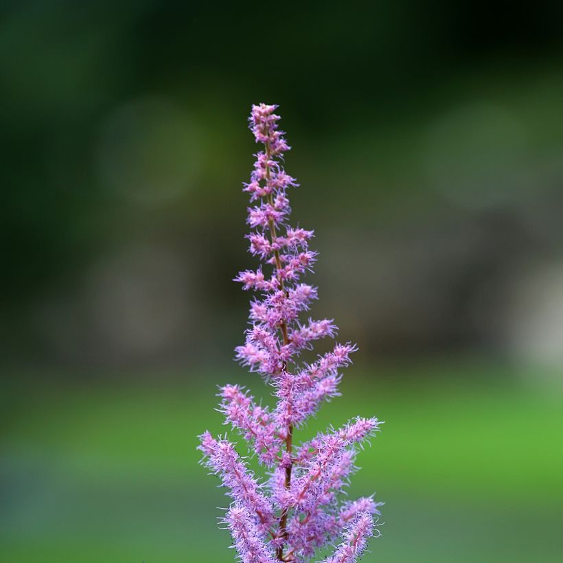 Astilbe rivularis var myriantha (Floración)