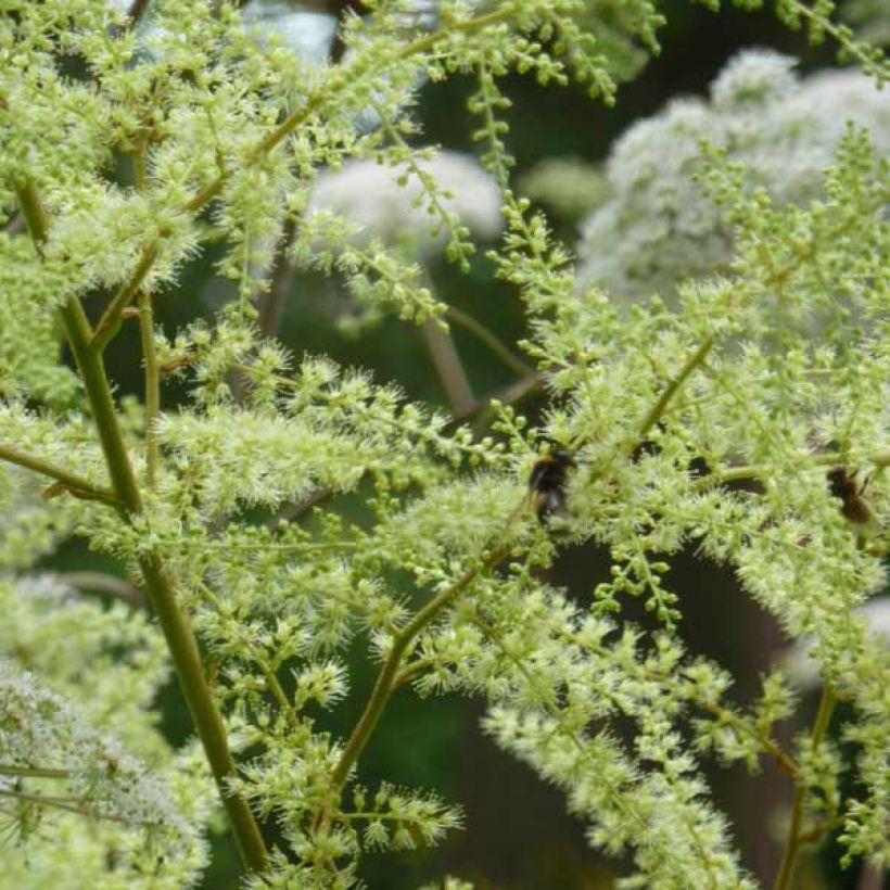 Astilbe rivularis (Floración)