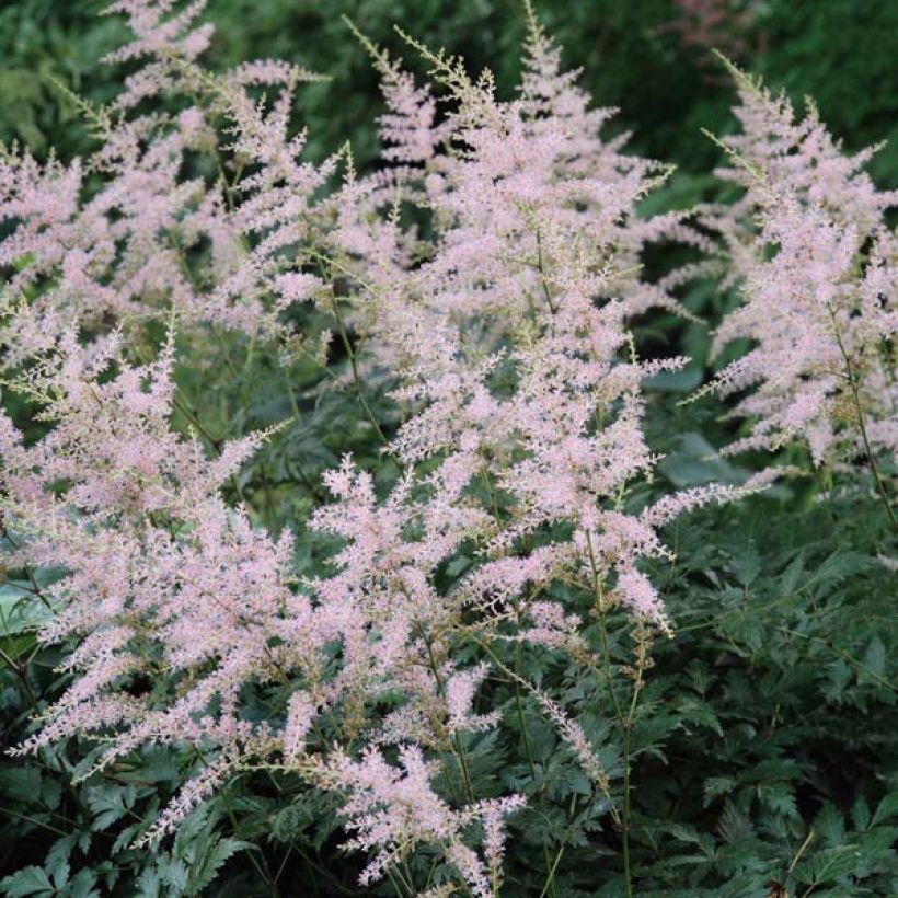 Astilbe simplicifolia Hennie Graafland (Floración)