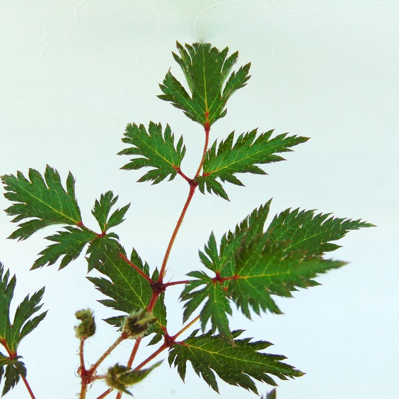 Astilbe simplicifolia Sprite (Follaje)