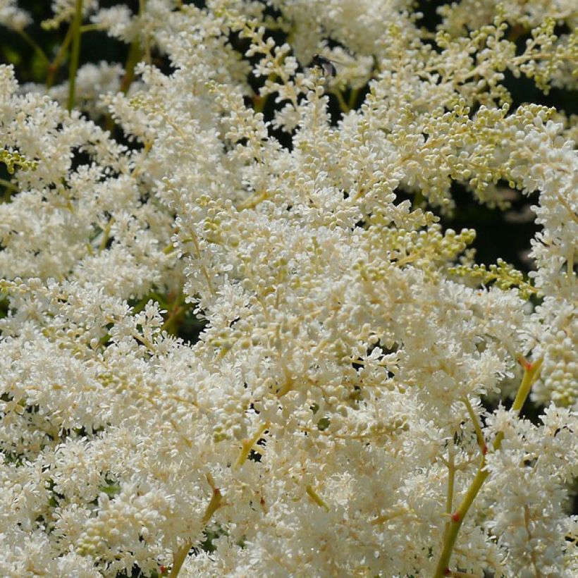 Astilbe simplicifolia Sprite (Floración)