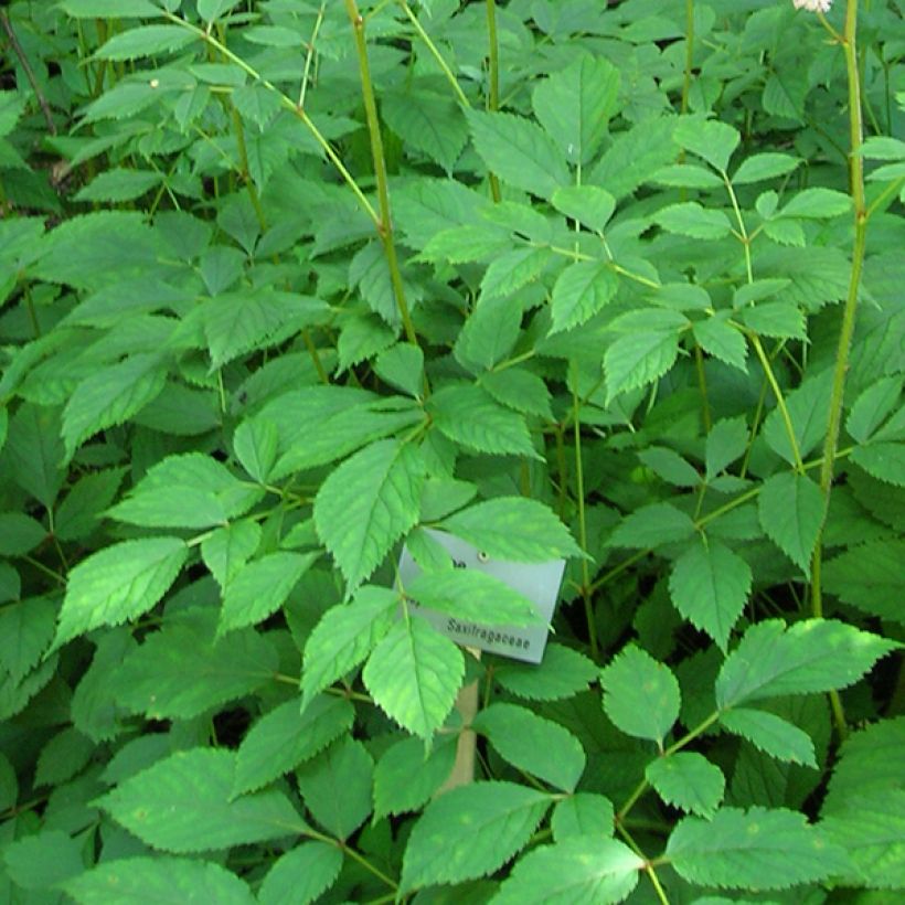 Astilbe thunbergii Straussenfeder (Follaje)