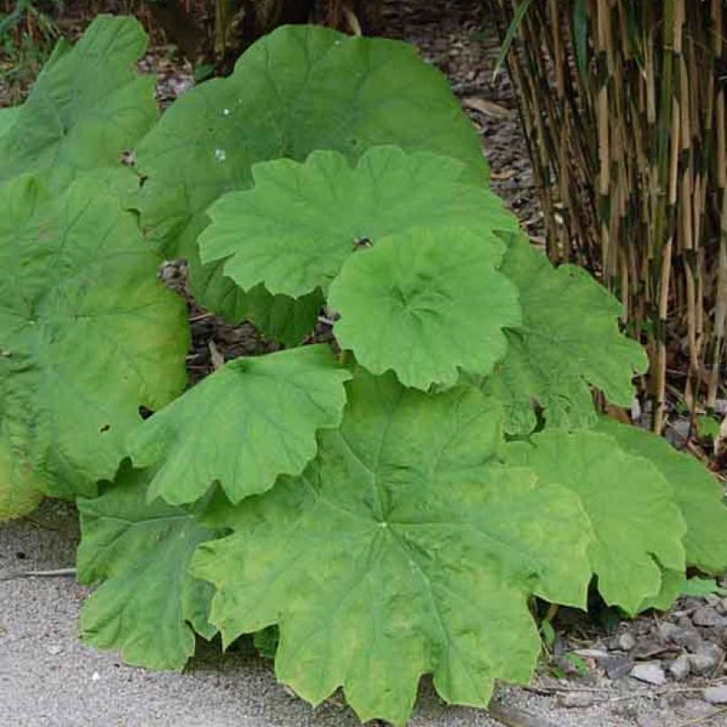 Astilboides tabularis (Porte)