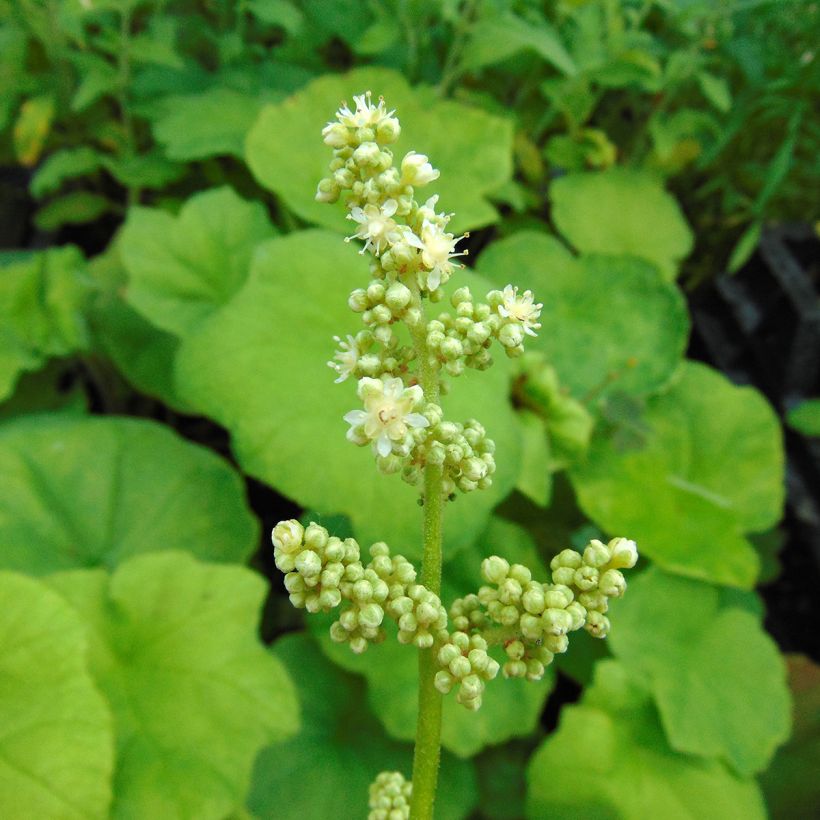 Astilboides tabularis (Floración)