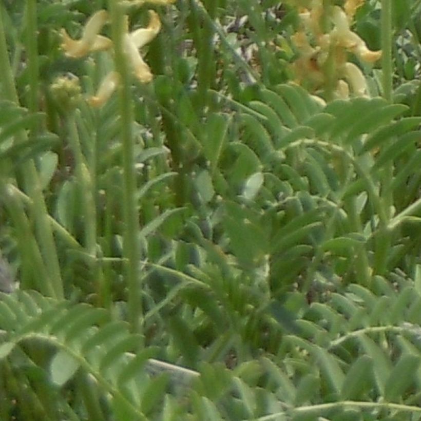 Astragalus canadensis - Astrágalo de canadá (Follaje)